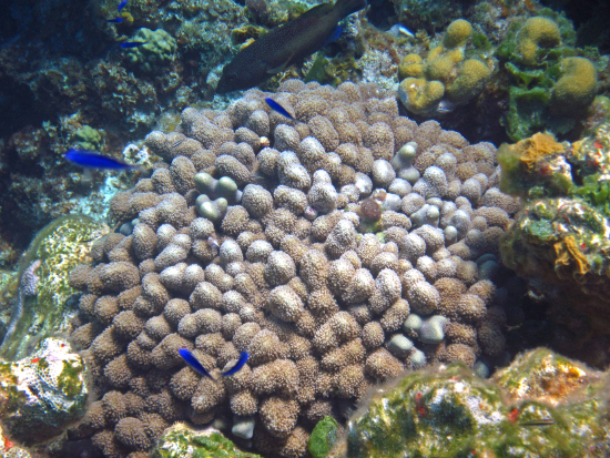  Porites porites (Thick Finger Coral)